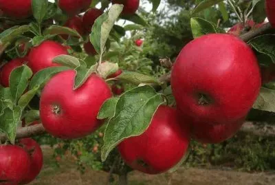 פאזל של MaÃ§as