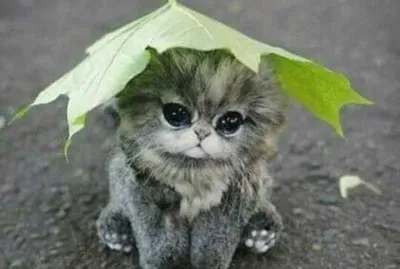 (135) Gatinho jigsaw puzzle