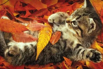 (136) Gatinho jigsaw puzzle