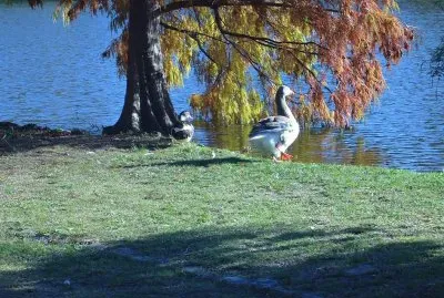 פאזל של patos bonaerenses
