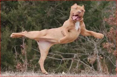 PERRO BAILARIN jigsaw puzzle