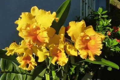 Orquideas3 jigsaw puzzle