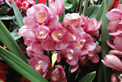 Orquideas4 jigsaw puzzle