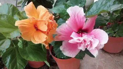 tulipanes