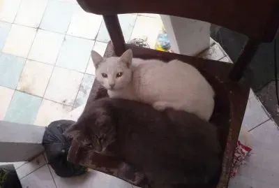 mininos