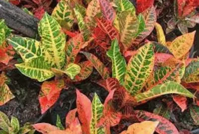 folhagem jigsaw puzzle