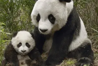 imagens jigsaw puzzle