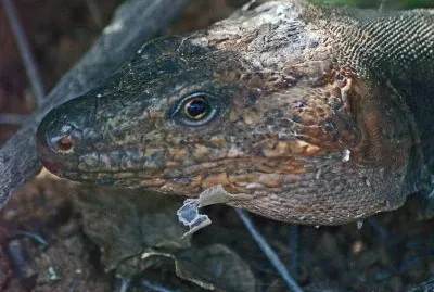 dunas maspalomas / Lado jigsaw puzzle