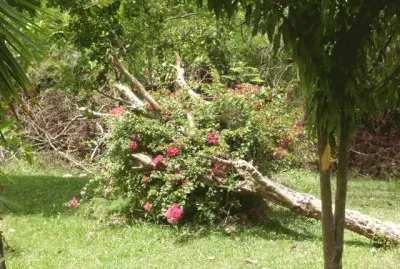 Flores, paisajes, aves y cosas simples de la naturaleza