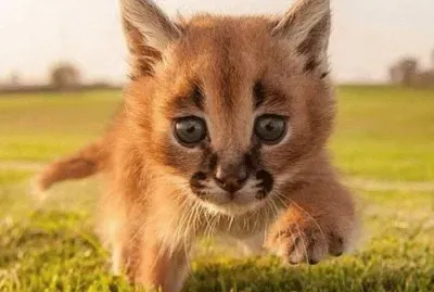 gato
