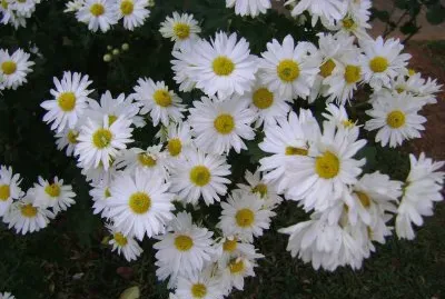 VÃ¡rias flores para homenagear a primavera