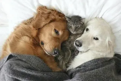 (140) CÃ£es e Gato