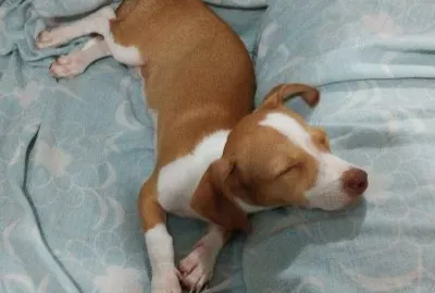 muÃ±eca