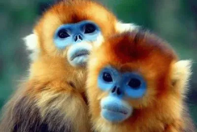 פאזל של monos de cara azul