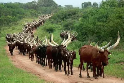 imagens jigsaw puzzle