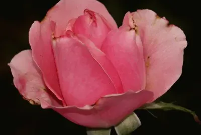 rose in the rain jigsaw puzzle