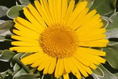 blumen