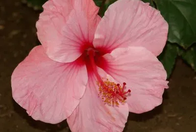 hibiskus jigsaw puzzle