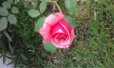 Rosa rosa jigsaw puzzle