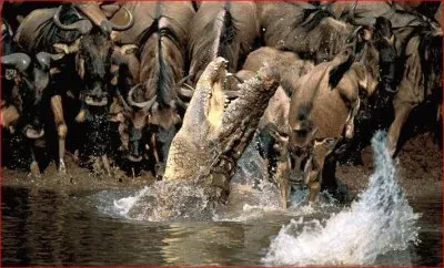 COCODRILO jigsaw puzzle