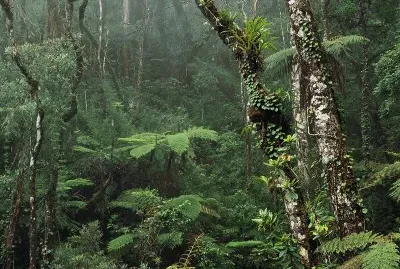 Borneo Rainforest