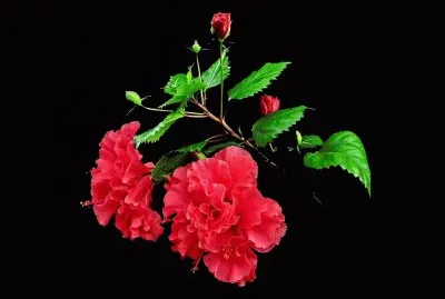 bxbbxbxbbxbbxbxbxbb jigsaw puzzle