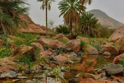 Oasis-Arabia SaudÃ­