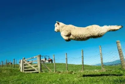 BORREGO VOLADOR