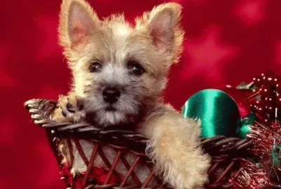 Hund im KÃ¶rpchen jigsaw puzzle