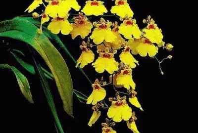 Orquideas jigsaw puzzle