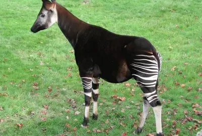 Okapi