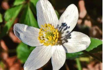 FrÃ¼hling