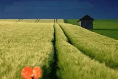 green field under a blue sky