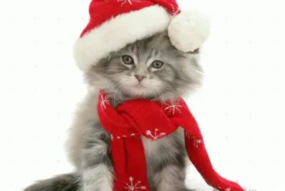 (158) Gatinho