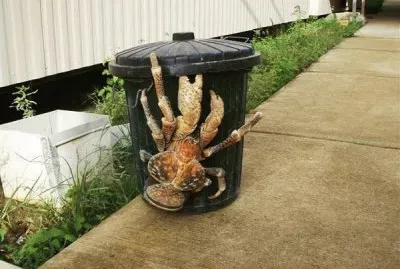 pequeÃ±o  cangrejo