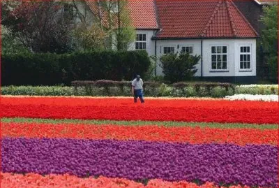 CULTIVO DE TULIPANES