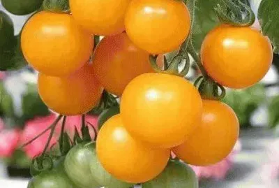 פאזל של imagens