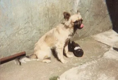 my pet