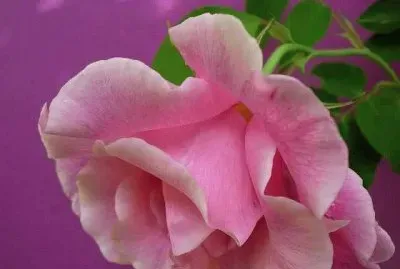 (166) rosa jigsaw puzzle