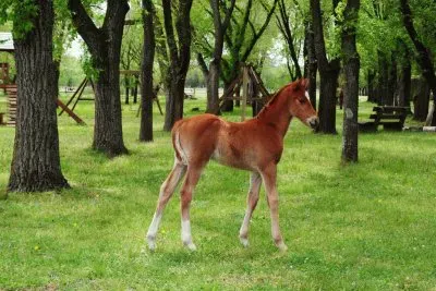 potrillo bonaerense jigsaw puzzle