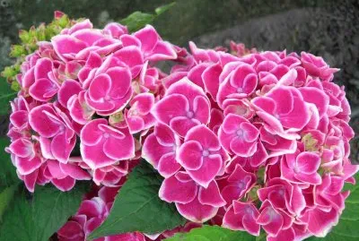 hortensias  bouquet jigsaw puzzle
