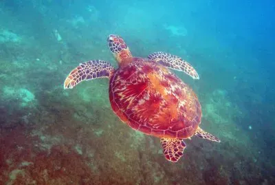 Tortue 001 Ã  Sohoa jigsaw puzzle