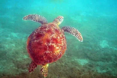 Tortue 002 Ã  Sohoa jigsaw puzzle