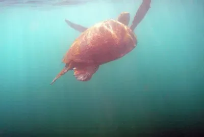 Tortue 003 Ã  Sohoa jigsaw puzzle