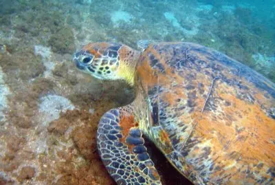 Tortue 004 Ã  Sohoa jigsaw puzzle