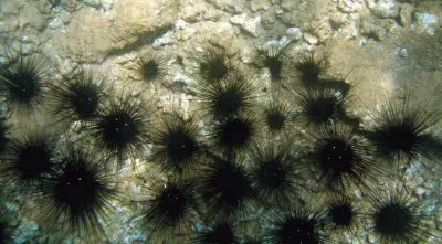 Oursins Ã  Sakouli