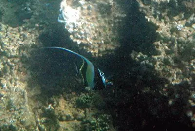 Poisson cocher Ã  Sakouli