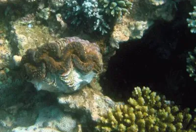 BÃ©nitier Ã  Sakouli