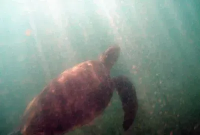 Tortue Ã  Sakouli jigsaw puzzle