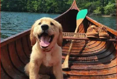 PERRO BALSERO